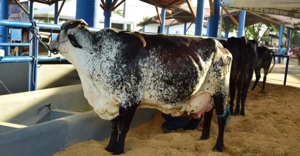 Vacas produzem em média 40 kg de leite por dia em competição
