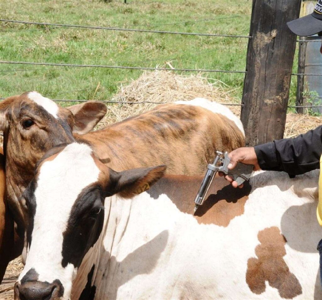 Vacinação febre aftosa: suspensão em 7 estados 2 vacinação