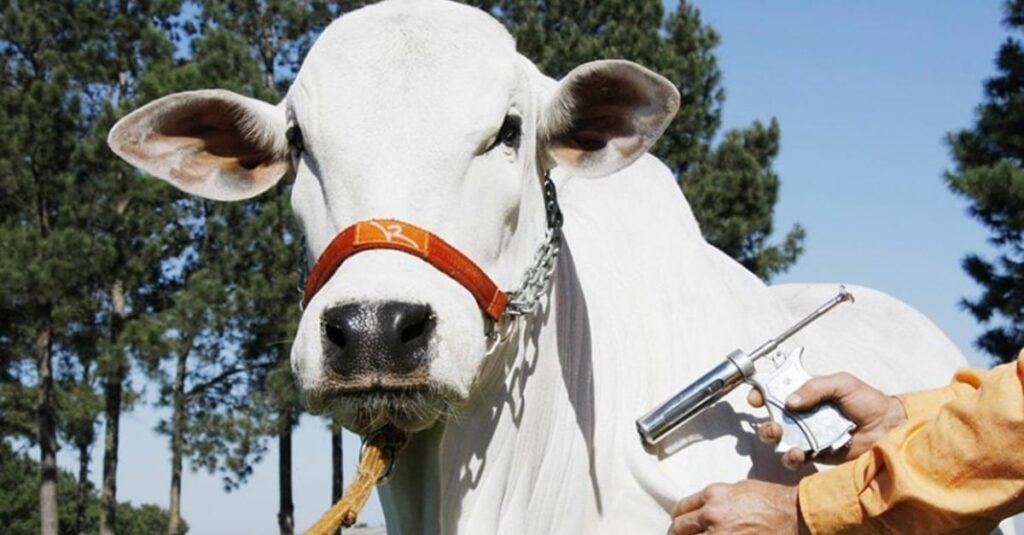 Mapa vai suspender a vacinação em mais sete estados