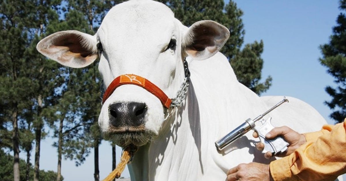 Vacinação suspensa em 7 estados