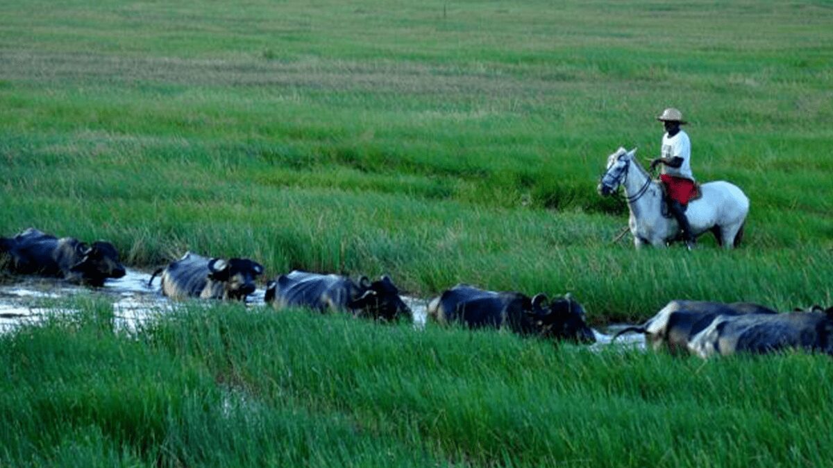 “Vale do Ribeira: Seminário sobre Bubalinocultura” • Portal DBO
