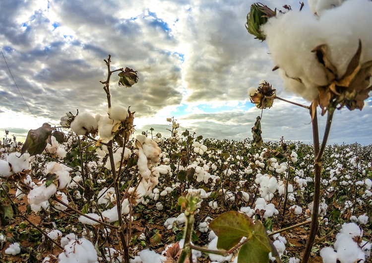 vantagens climaticas para o algodao na bahia 1