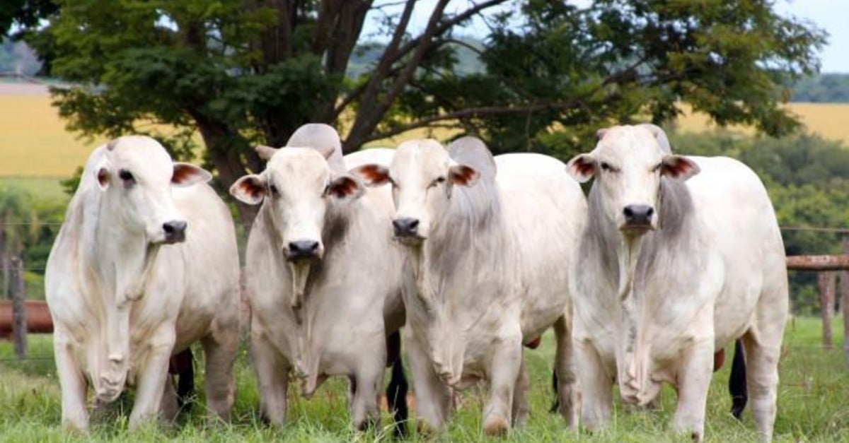 Boi gordo: Preços e Tendências em 2024