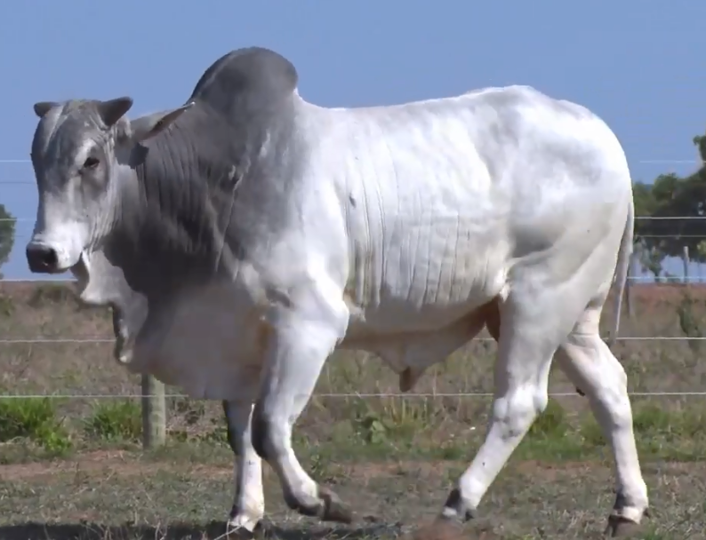 Venda do Genética BR pela SBA1: não perca neste sábado!