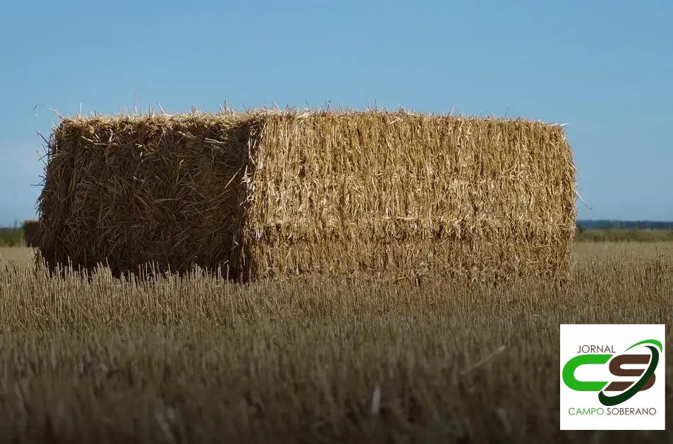 Visão do Futuro da Alimentação Animal com o Uso de Inoculantes