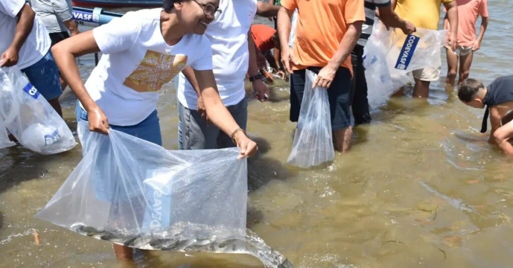 Mutirão solta 150 mil peixes em municípios do Sergipe no fim de semana