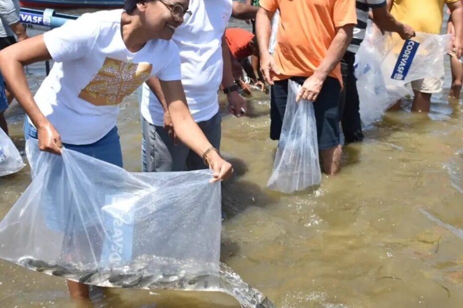 Mutirão solta 150 mil peixes em municípios do Sergipe no fim de semana