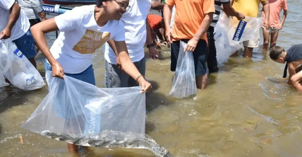 150 mil peixes soltos em Sergipe! 2 Mutirão solta 150 mil peixes em municípios do Sergipe no fim de semana