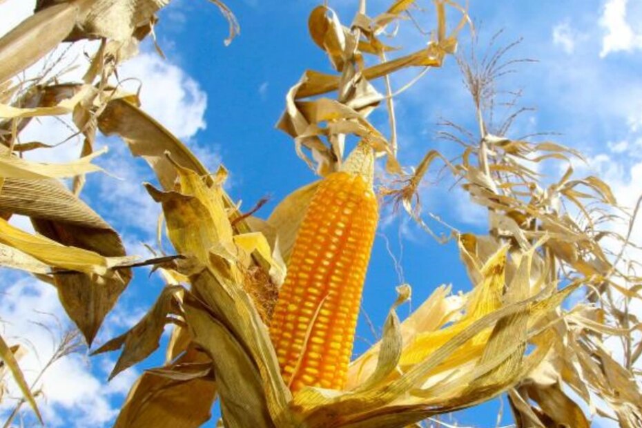 Produtores paranaenses iniciam plantio da segunda safra de milho