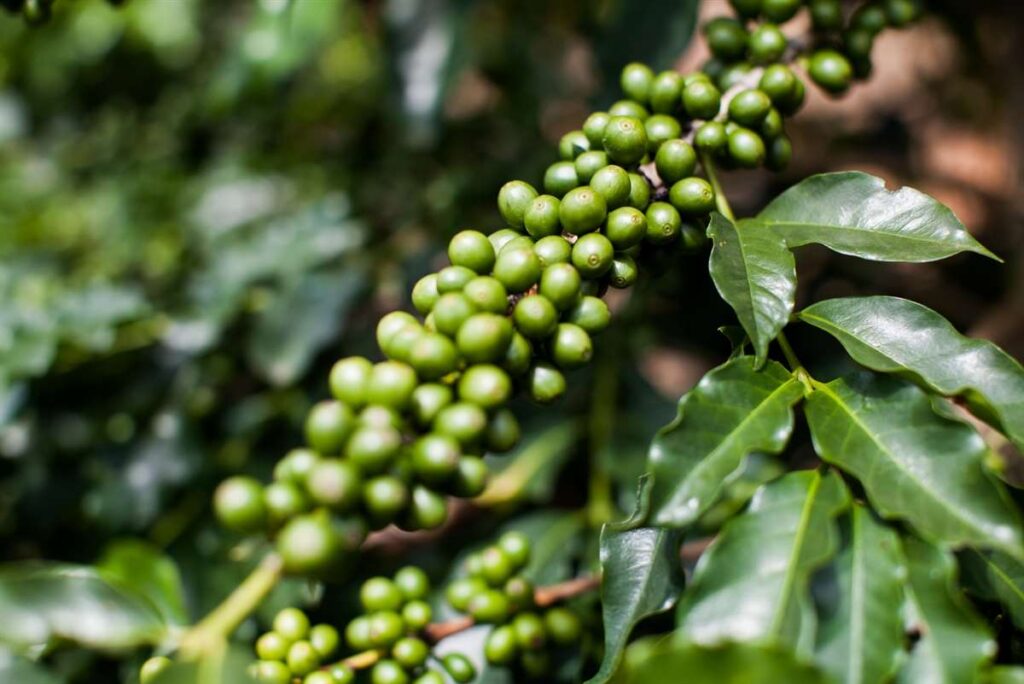 2024 cafe em alta na bienalidade 1