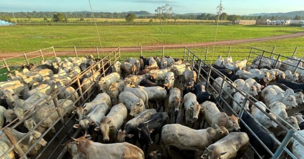 Raça espanhola Rubia Gallega de 24@ lota curral de qualidade de carne em MT