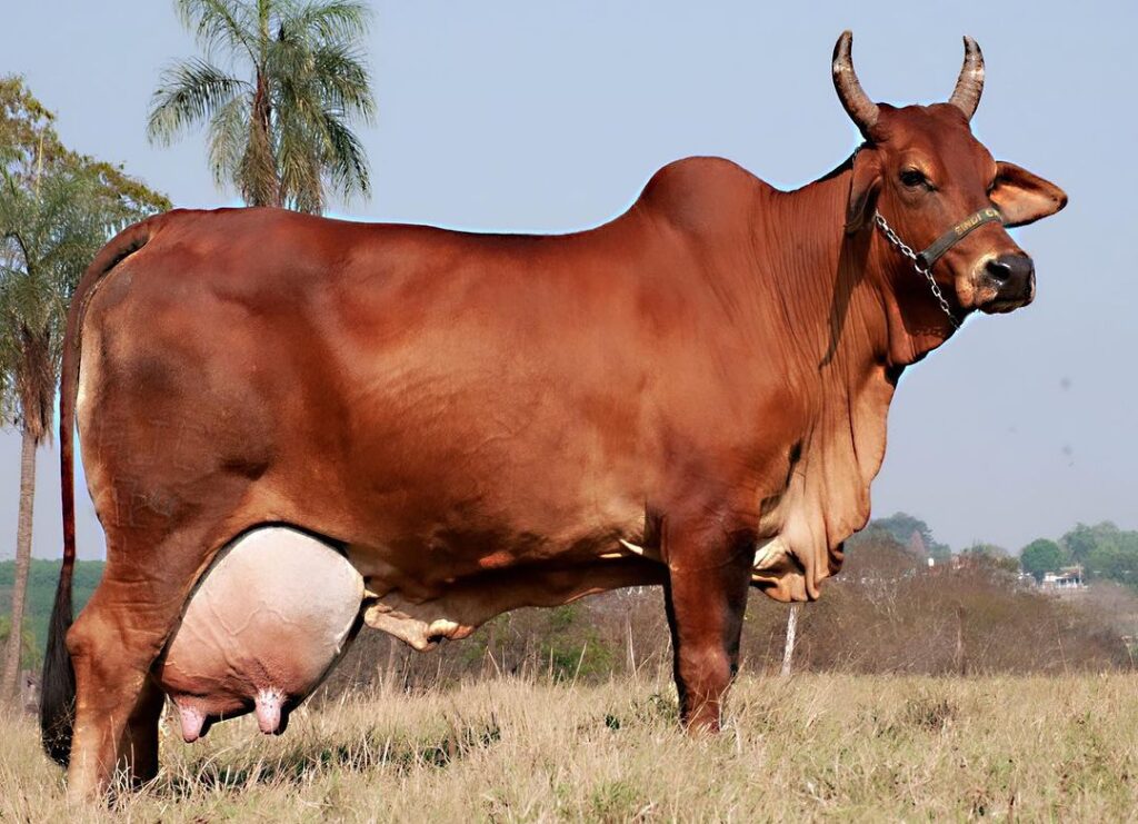 Penta Campeã quebrou 4 recordes leiteiros