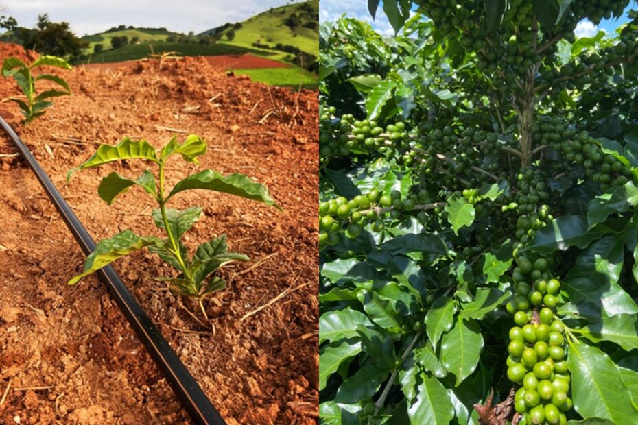 Você está visualizando atualmente Adubo para café recém-plantado e em produção: o que muda?