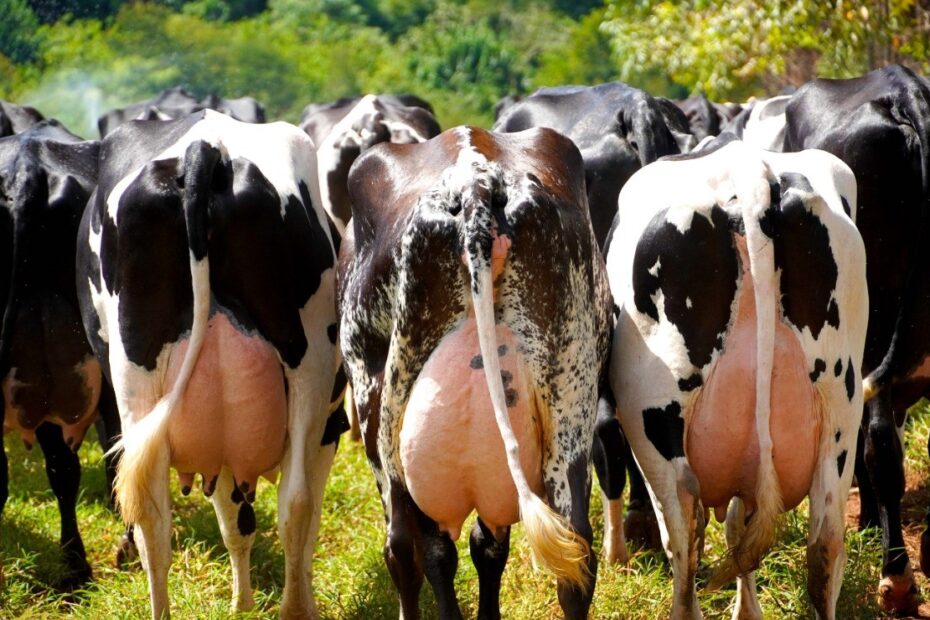 Produtividade na pecuária leiteira: como aumentar?