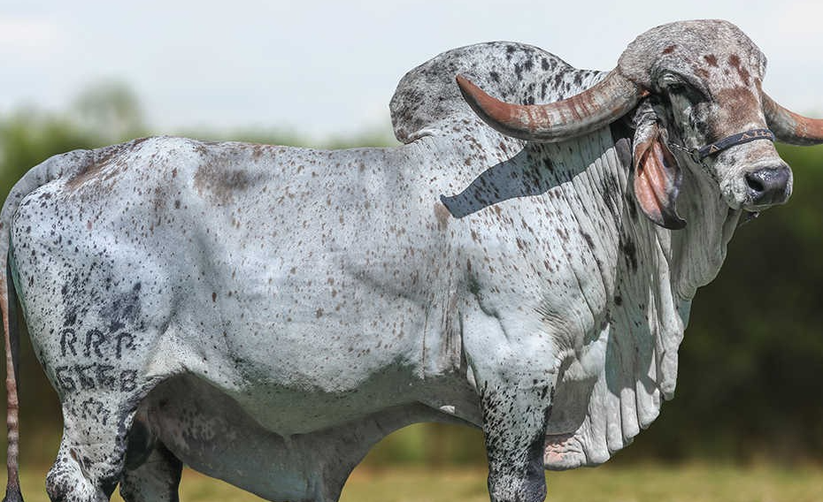Alta tem recorde de exportação de sêmen bovino do Brasil para Índia