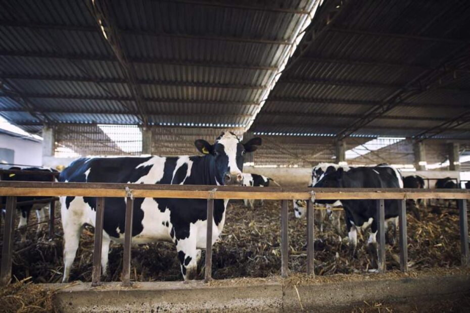 Uso estratégico de antibióticos reduz prejuízos de mastite e pneumonias na pecuária leiteira