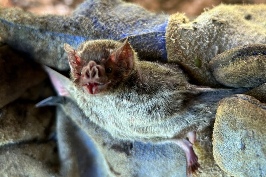 Encontrei uma colônia de morcegos: saiba como acionar a Defesa Agropecuária | EP Agro