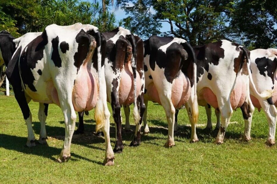 Como aumentar o lucro na pecuária leiteira? Veja 4 dicas principais