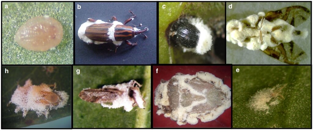 Você está visualizando atualmente Uso do fungo <I>Beauveria bassiana</i> no controle biológico de pragas