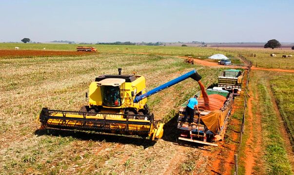 Birigui chega ao topo como maior produtor de sorgo no Estado de São Paulo