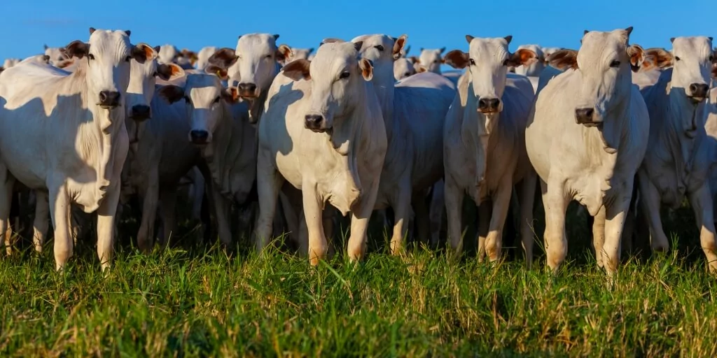 agropecuária no Paraná