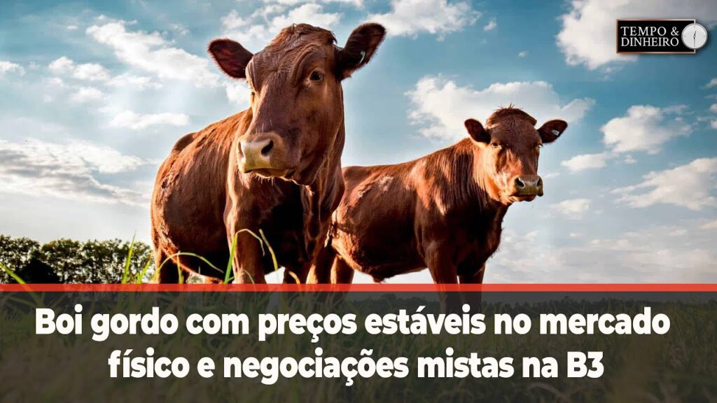 Boi gordo com preços estáveis no mercado físico e negociações mistas na B3 - Notícias Agrícolas