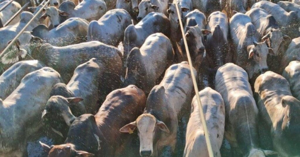 TIP: boiada jovem suplementada a pasto chega a 23@ no interior de Mato Grosso