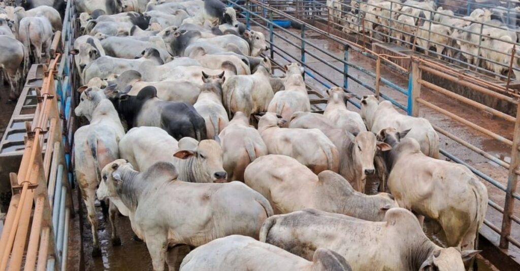 Boiada “preciosa”, nova e pesada chega a quase 22@ em Minas