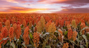 Brasil pode se tornar terceiro maior produtor mundial de sorgo - Notícias sobre giro cidades