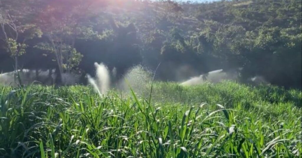 Capineira: descubra como ela pode impulsionar a engorda de bovinos na fazenda