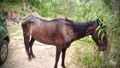 Cavalo vítima de maus-tratos é resgatado em Campo Limpo Paulista