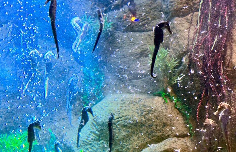 Os cuidados pela sobrevivência dos filhotes de cavalos-marinhos que nasceram no aquário de Balneário Camboriú 