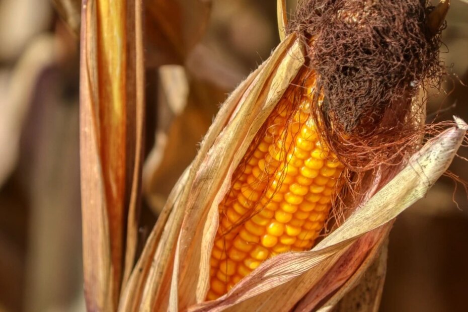 Colheita do milho avança no país