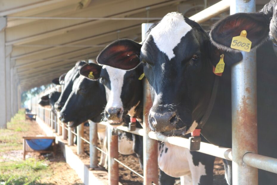 Verão: como diminuir estresse térmico das vacas e evitar doenças no calor | Pecuária