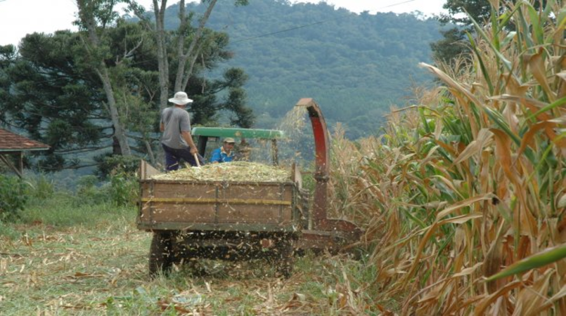 Conheça os benefícios da ensilagem para a bovinocultura