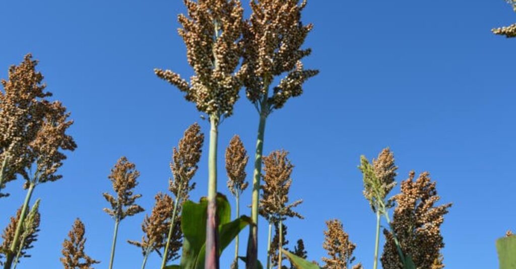 Produção de sorgo em MG cresce 84% e deve atingir 1,2 milhão de toneladas