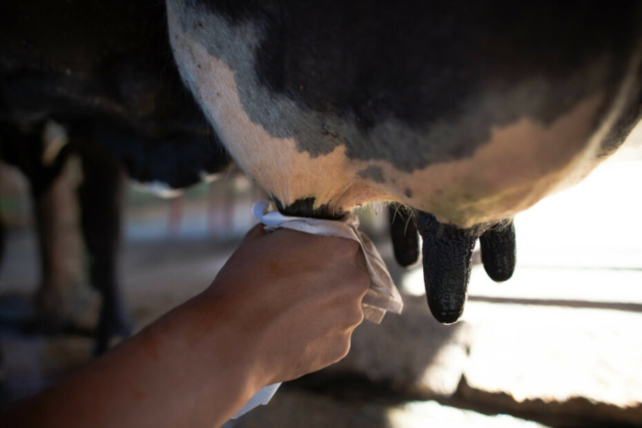 Baixa remuneração e diminuição no número de produtores marcam o ano de 2023 da cadeia leiteira