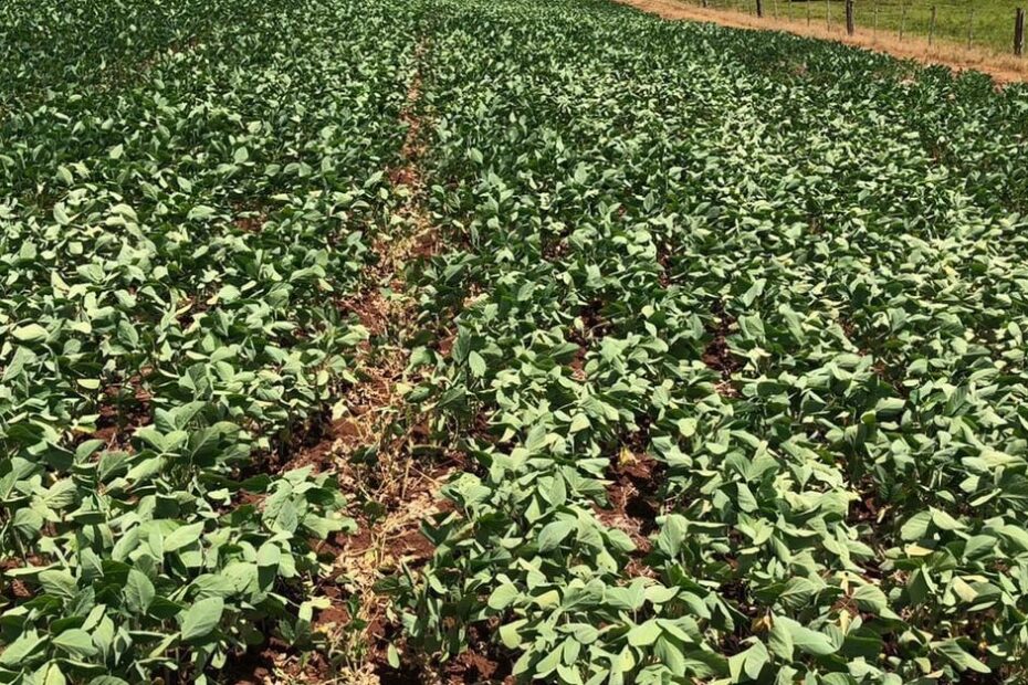 Produtores de soja paranaenses temiam excesso de chuva, mas agora vivem com seca