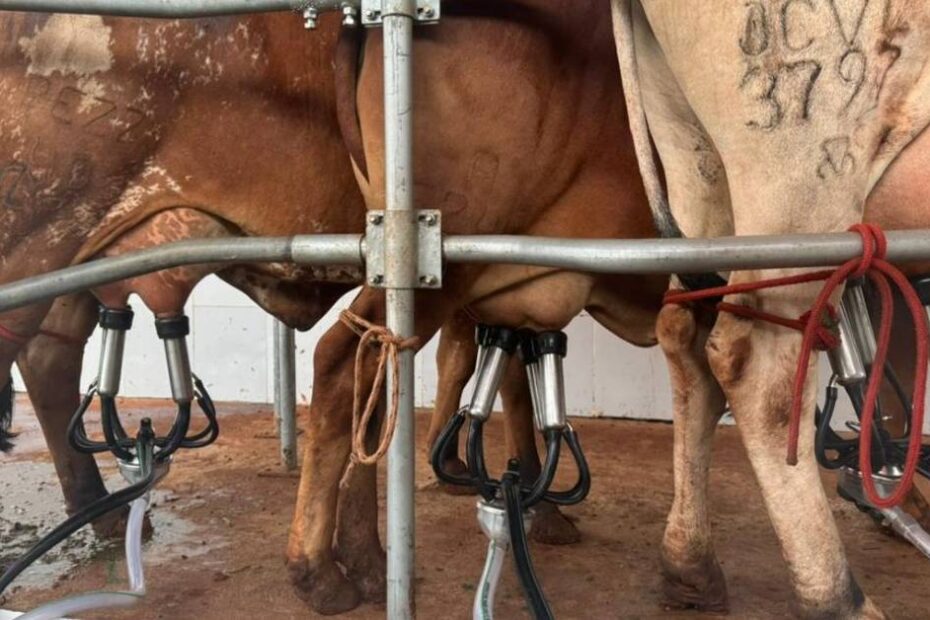 Uma luz vermelha na produção de leite bovino • Portal DBO