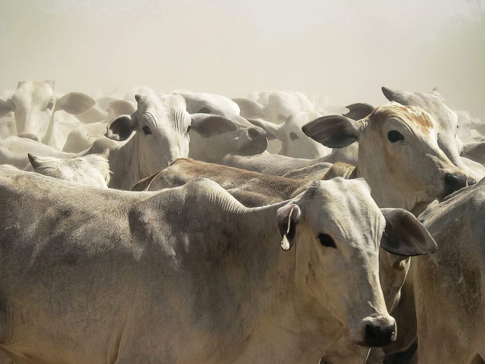 Raças de gado de corte no Brasil: conheça as principais