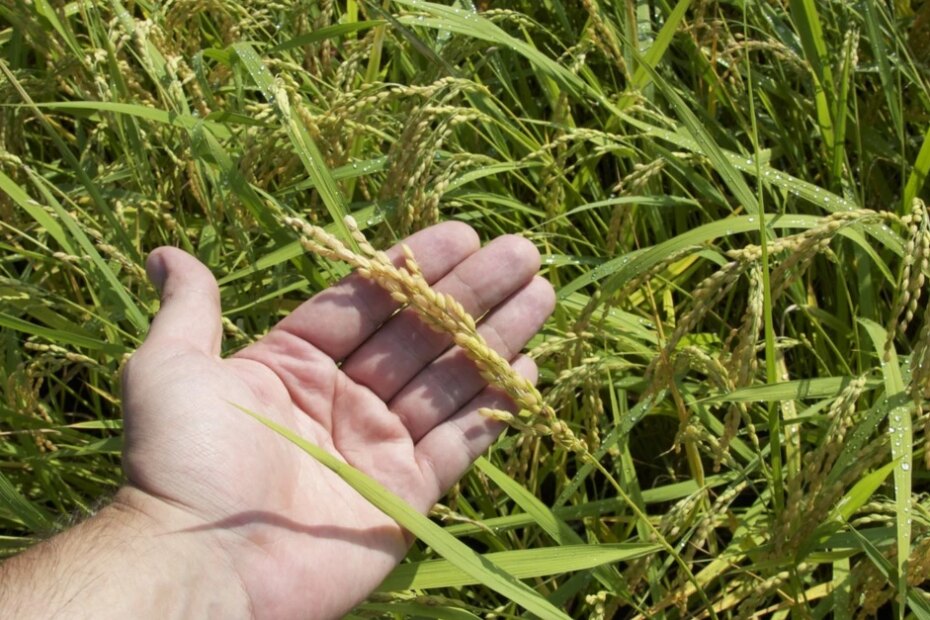 A instabilidade das temperaturas prejudica a cultura do arroz