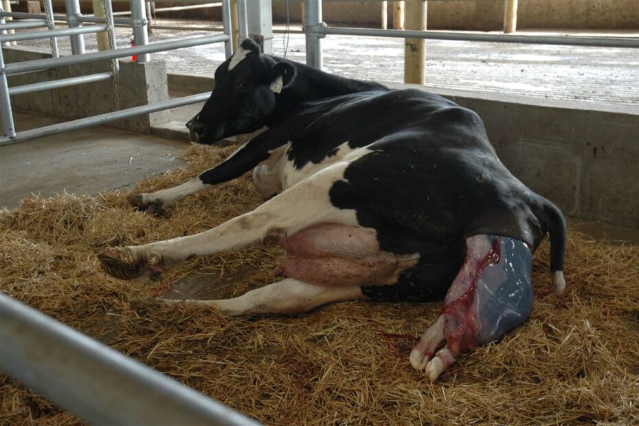 Retenção de placenta em vacas leiteiras: saiba o que fazer