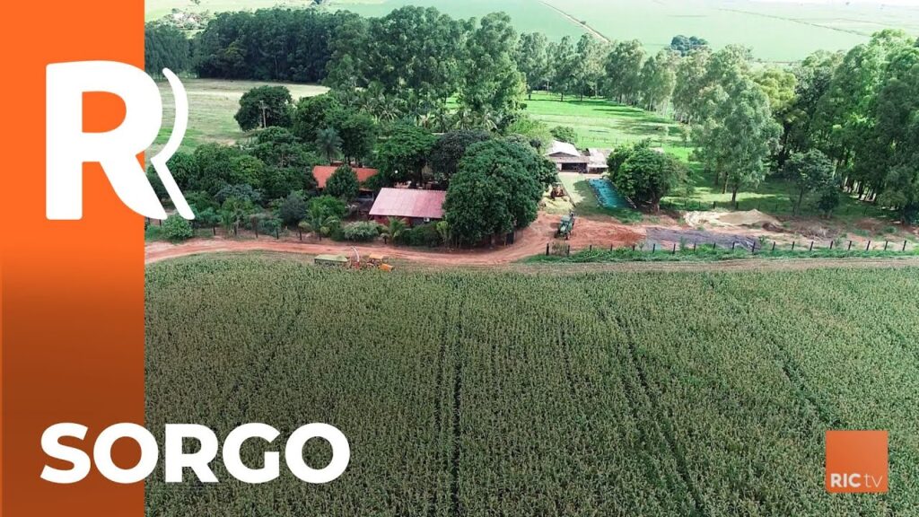 Sorgo no areião - RIC.com.br