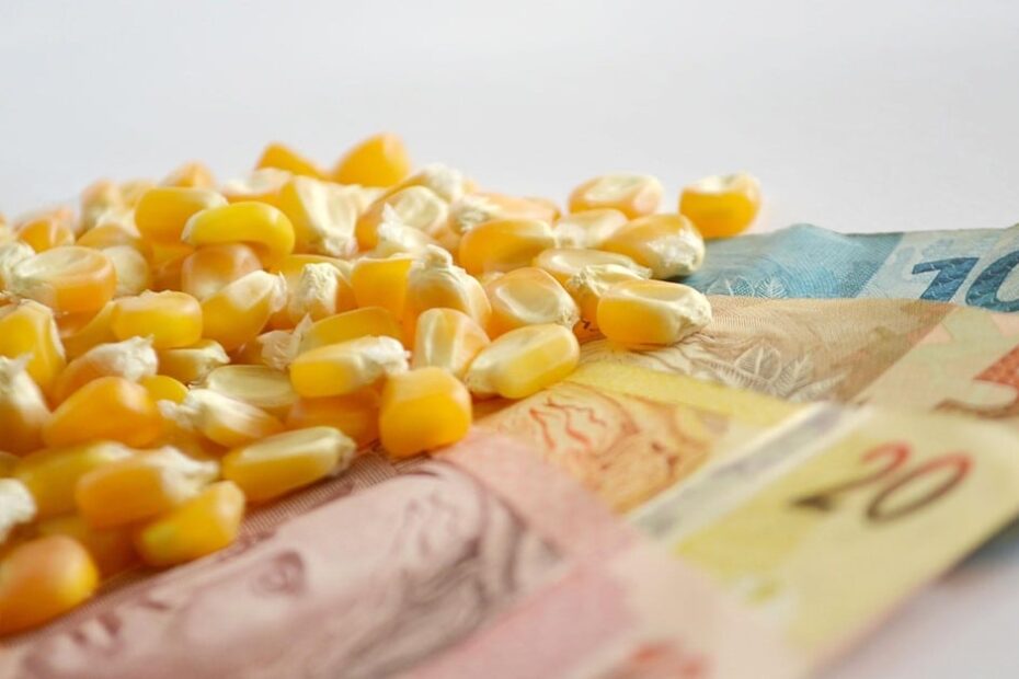 Qual é o preço do milho hoje? Confira cotações no Brasil