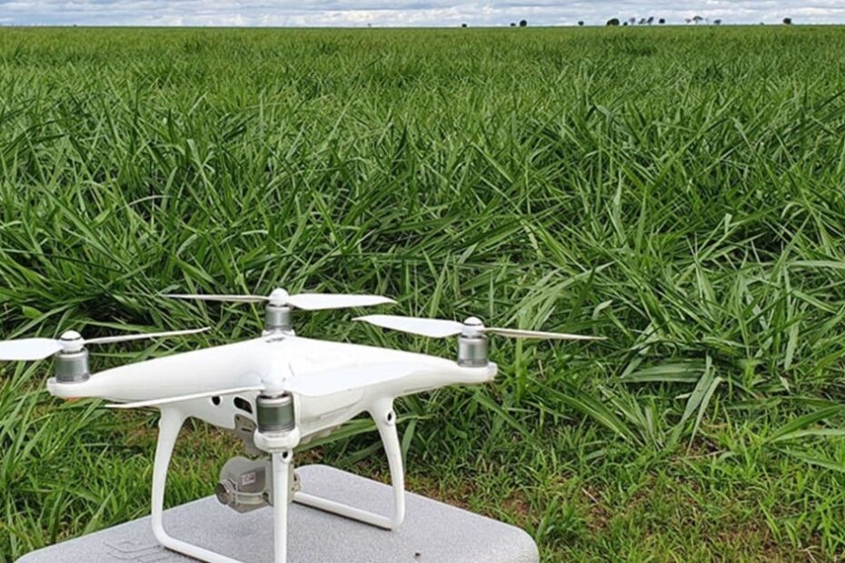 Pastagem: drones garantem precisão de 66% no monitoramento, afirma pesquisadora