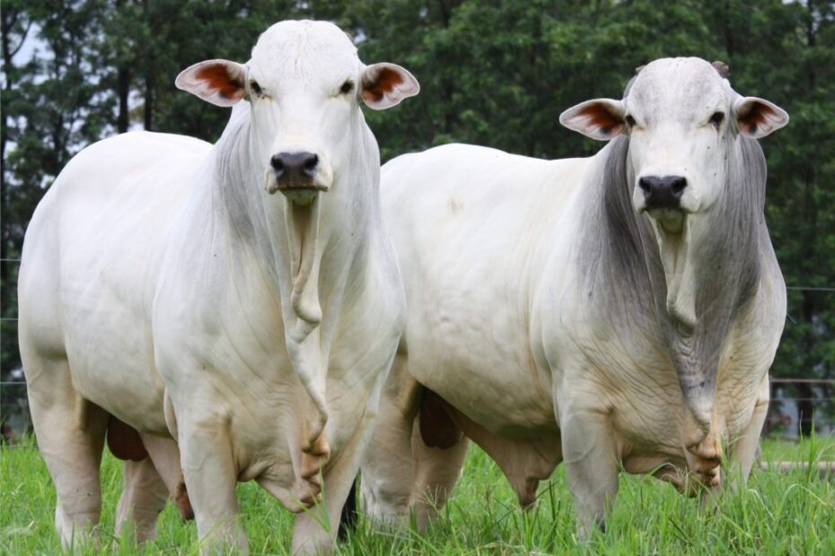 "Efeito janeiro" não afetou o mercado do boi gordo - CAPITAL DA TILÁPIA NEWS