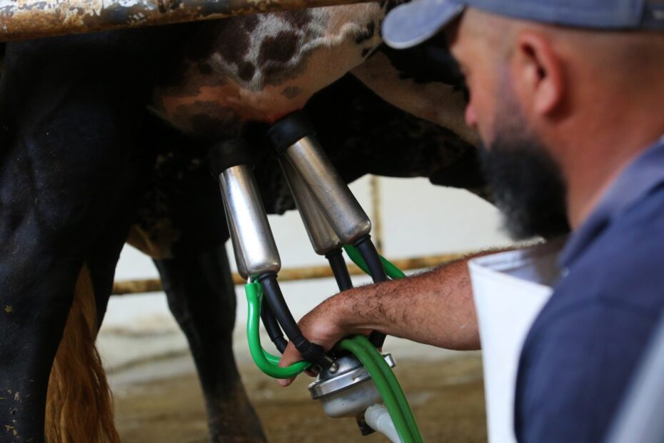 Índice de custo de produção do leite medido pela Embrapa tem alta de 1,9% em dezembro | Leite