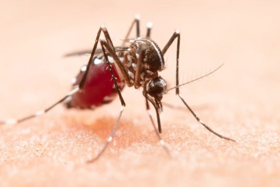 Brasil registra mais de 1,6 milhão de casos de dengue em 2023; veja medidas de prevenção