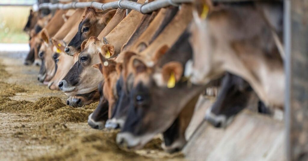 Suplementação de vacas em lactação: saiba as diretrizes para uma dieta balanceada