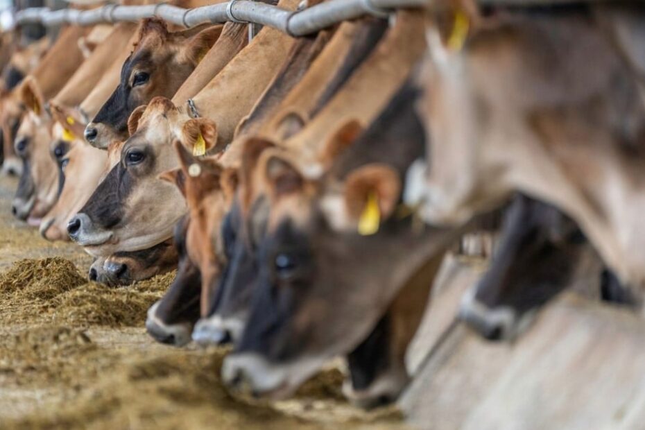 Suplementação de vacas em lactação: saiba as diretrizes para uma dieta balanceada